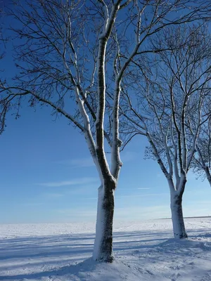 Осина дерево сережки (57 фото) - 57 фото