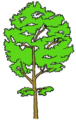 Осина Молодое дерево 3D model - Скачать Растения на 3DModels.org