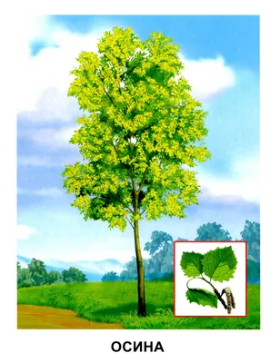 осина вектор PNG , стикер клипарт иллюстрация желтой березы и листьев с  зеленой травой мультфильм, наклейка, клипарт PNG картинки и пнг рисунок для  бесплатной загрузки