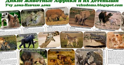 Домашние и дикие животные картинки для детей - 31 фото