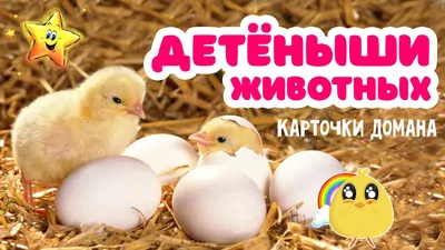 Детеныши животных. Детская энциклопедия | 9785353068686 - Klyaksa – Klyaksa  US