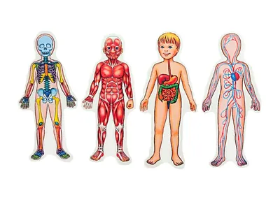 Картинка тело человека | Детские научные проекты, Тело, Лэпбук
