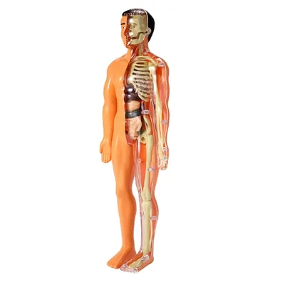 3D модель анатомии человеческого тела, детская пластиковая модель «сделай  сам», научное Раннее Обучение, обучающие игрушки | AliExpress