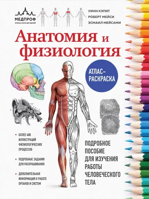 Книга Malamalama Анатомия человека с объемными картинками для детей купить  по цене 490 ₽ в интернет-магазине Детский мир