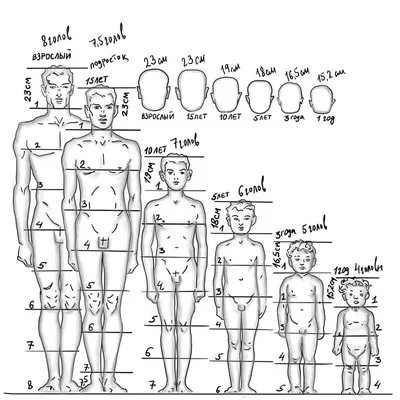 анатомия детей для художников: 10 тыс изображений найдено в Яндекс.Картинках  | Figure drawing, Body action, Drawings