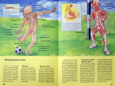 Владис Анатомия человека. Детская иллюстрированная энциклопедия