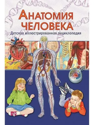 Владис Анатомия человека. Детская иллюстрированная энциклопедия