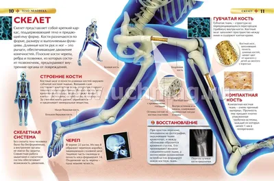 Анатомия: как рассказать ребенку о строении тела - Папамамам — МИФ
