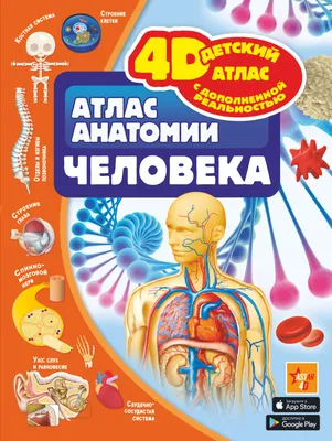Анатомия человека в картинках | Сравнить цены и купить на Prom.ua