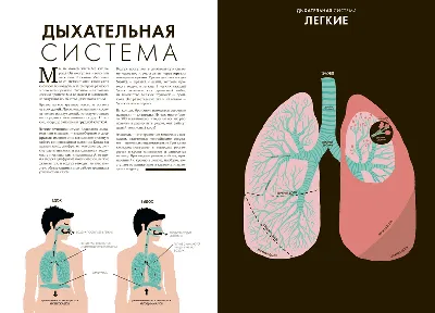 Тело человека, строение, организм, анатомия - Лучшее. Воспитателям детских  садов, школьным учителям и педагогам - Маам.ру