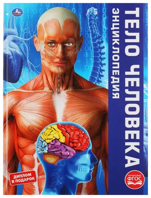 Набор книг Malamalama Энциклопедии интерактивные Мозг и Анатомия с  объемными картинками купить по цене 2490 ₽ в интернет-магазине Детский мир