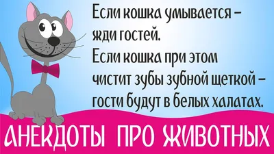 Анекдоты про Животных: про Кошек и Собак, про Попугая. Короткие юморные  фразы в Картинках - YouTube