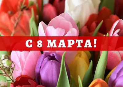 С Праздником весны 8 марта,дорогие подружки! - Козоводство в Украине,  России, СНГ: форум, хозяйства, рынок