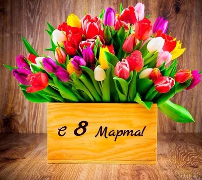 Yana Dobrovolskaya on X: \"🌷Милые девочки с 8 марта вас✨Пусть этот день  наполнится радостью, улыбками, цветами и станет для вас настоящим  праздником💜 💋Будьте счастливы и любимы! https://t.co/S9RsjYjlQ7\" / X