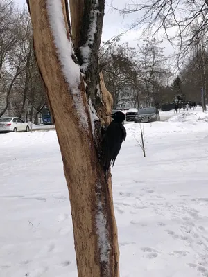 Дятел: описание, где живет, чем питается, виды, фото