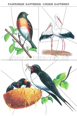 Дидактическая игра-пазл «Зимующие птицы» для детей старшего дошкольного  возраста (11 фото). Воспитателям детских садов, школьным учителям и  педагогам - Маам.ру