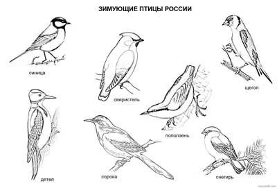 Презентация Дидактические игры \"Зимующие птицы\"