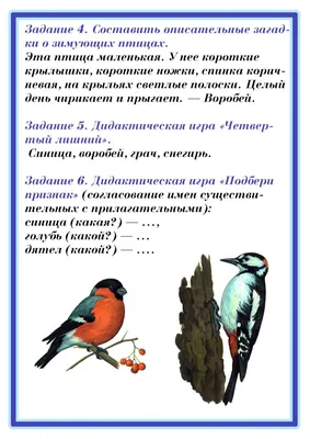 Зимующие птицы России. Плакат - купить в КНИЖНЫЙ КЛУБ 36.6, цена на  Мегамаркет