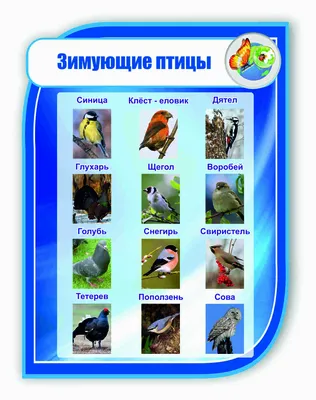 Занятие \"Зимующие птицы\" для детей старшей группы