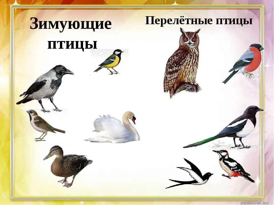 Перелетные птицы 1 младшая группа. Зимующие и перелетные птицы для дошкольников. Названия зимующих и перелетных птиц. Перелётные птицы названия для детей дошкольн. Перелетный и Зимуюший птици.