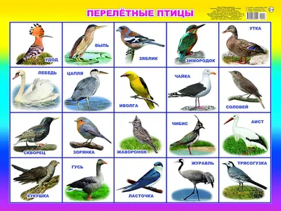 Плакат - А2 ПЕРЕЛЕТНЫЕ ПТИЦЫ 00006 /Леда купить оптом и в розницу в Кедровке