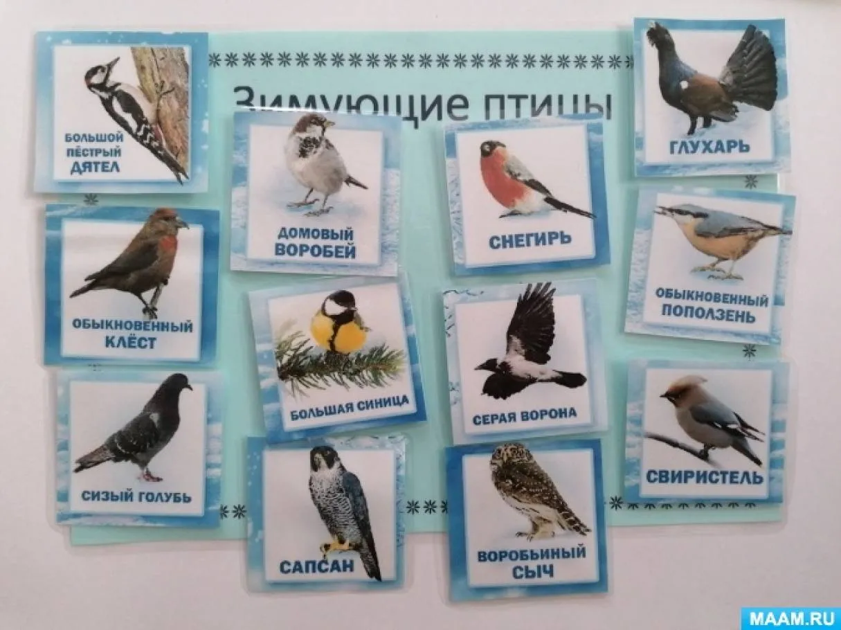 Неперелетные птицы России. Перелётные птицы фото с названиями для детей. Птицы неперелетные фото. Какие есть неперелётные.