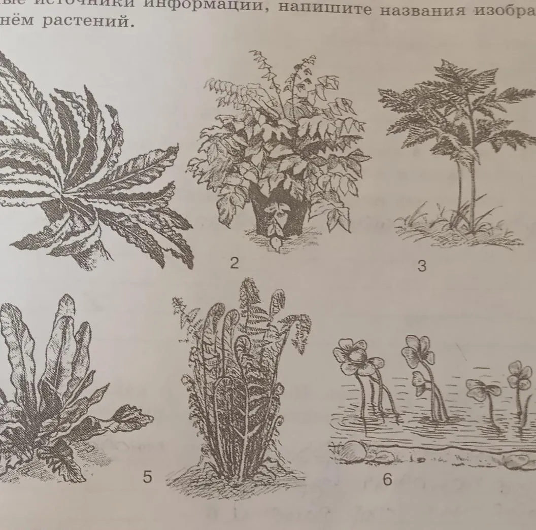 Используя рисунок назовите. Подпишите названия изображенных растений. Назовите растение изображенное на рисунке. Впишите название растений на рисунке. Рассмотрите растения изображенные на рисунке.