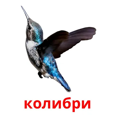 Дикие птицы для детей - картинки и фото poknok.art