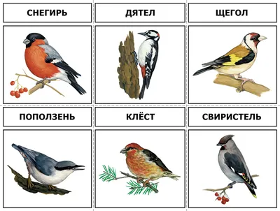 Моделирование диких птиц, модель животного, игрушка, креативные настольные  украшения, твердый статический тукан, украшение для дома и офиса, подарок  ручной работы | AliExpress