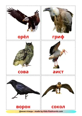 18 FREE Wild birds Flashcards | PDF | Russian Words