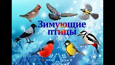 Шаблон для презентации — Птицы зимой🕊 • Фоник | fonik.ru