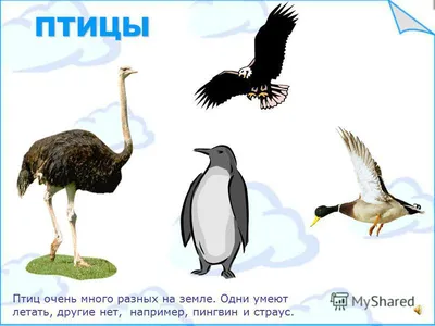 Презентация на тему: \"ДИКИЕ ПТИЦЫ Виктория Кузнецова Детская Электронная  Книга.\". Скачать бесплатно и без регистрации.