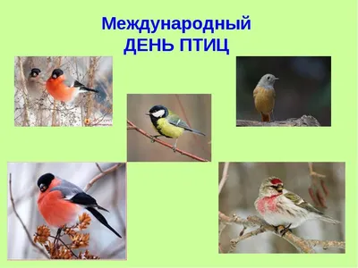 В Сочи прошла презентация уникальной монографии «Птицы Южной России» |  11.10.2023 | Сочи - БезФормата