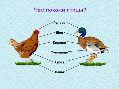 Зимующие и перелетные птицы - презентации и картинки