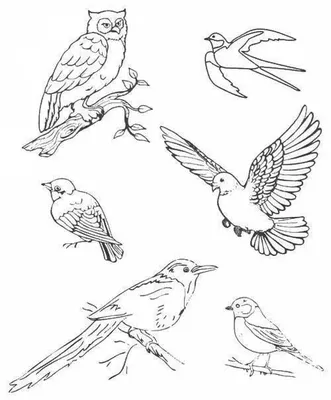 Раскраски раскраски для детей домашние и дикие птицы изучаем птиц...