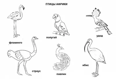 Первая раскраска А4 – Экзотические птицы от Умка, 978-5-506-04857-2 -  купить в интернет-магазине ToyWay.Ru