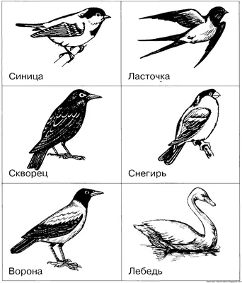 Дятел картинка для детей раскраска - 50 фото