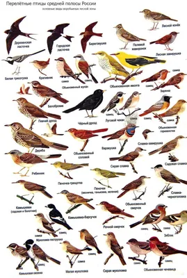 18 Бесплатных Карточек Дикие птицы на Русском | PDF