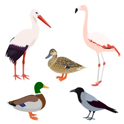 милые дикие птицы иллюстрация вектора. иллюстрации насчитывающей перо -  233542612