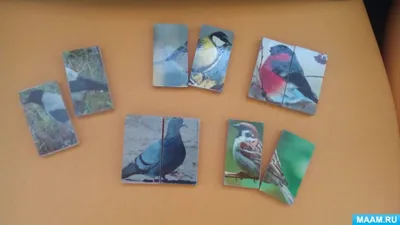 Лучшие фото (80 000+) по запросу «Дикие Птицы» · Скачивайте совершенно  бесплатно · Стоковые фото Pexels