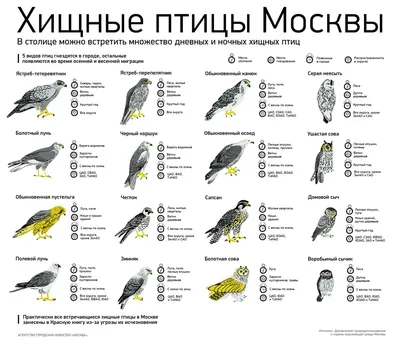 Фазана птиц. Дикие птицы едят семена мужчин и женщин. Угольный снежное утро  Стоковое Изображение - изображение насчитывающей биографической, конец:  180143007