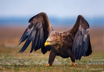 Хищные птицы в Кирзинском заказнике | Русское географическое общество