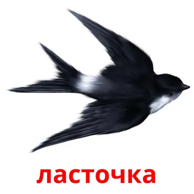 Дикие Птицы Болотные Болото - Бесплатное фото на Pixabay - Pixabay