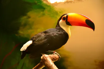 Animaux ... | Wild birds, Beautiful birds, Pet birds