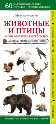 Дикие Животные И Птицы В Природе — стоковые фотографии и другие картинки  Горизонтальный - Горизонтальный, Дикие животные, Живописный - iStock