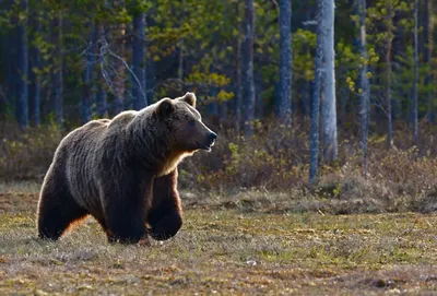 Жилища животных картинки для детей - 67 фото