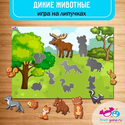 По волчьим следам»: в окрестностях Улан-Удэ находят диких животных,  выходящих к людям