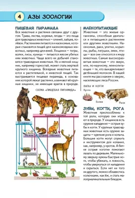 Дикие животные наших лесов - презентация онлайн