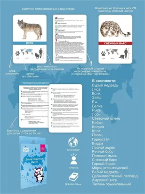 Методическое пособие \"Дикие животные\" (дидактический материал) СФ-НД-1 в  Москве|CLEVER-TOY.RU