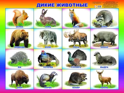 мелкие животные дикого леса картинки: 6 тыс изображений найдено в Яндекс. Картинках | Дикие животные, Животные, Дикие